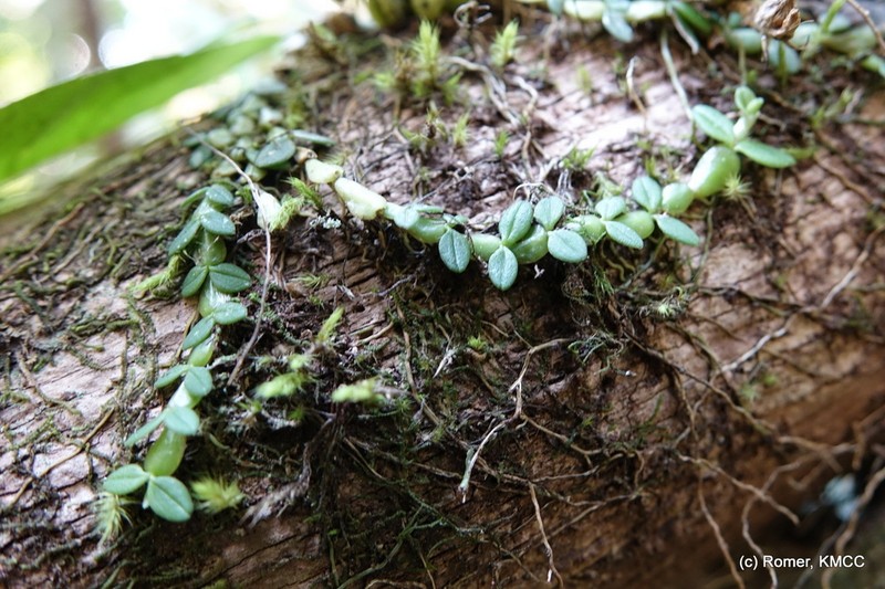 Bulbophyllum insolitum photo 2