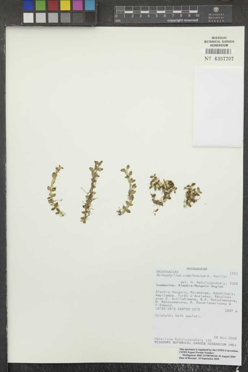 Bulbophyllum insolitum photo 5