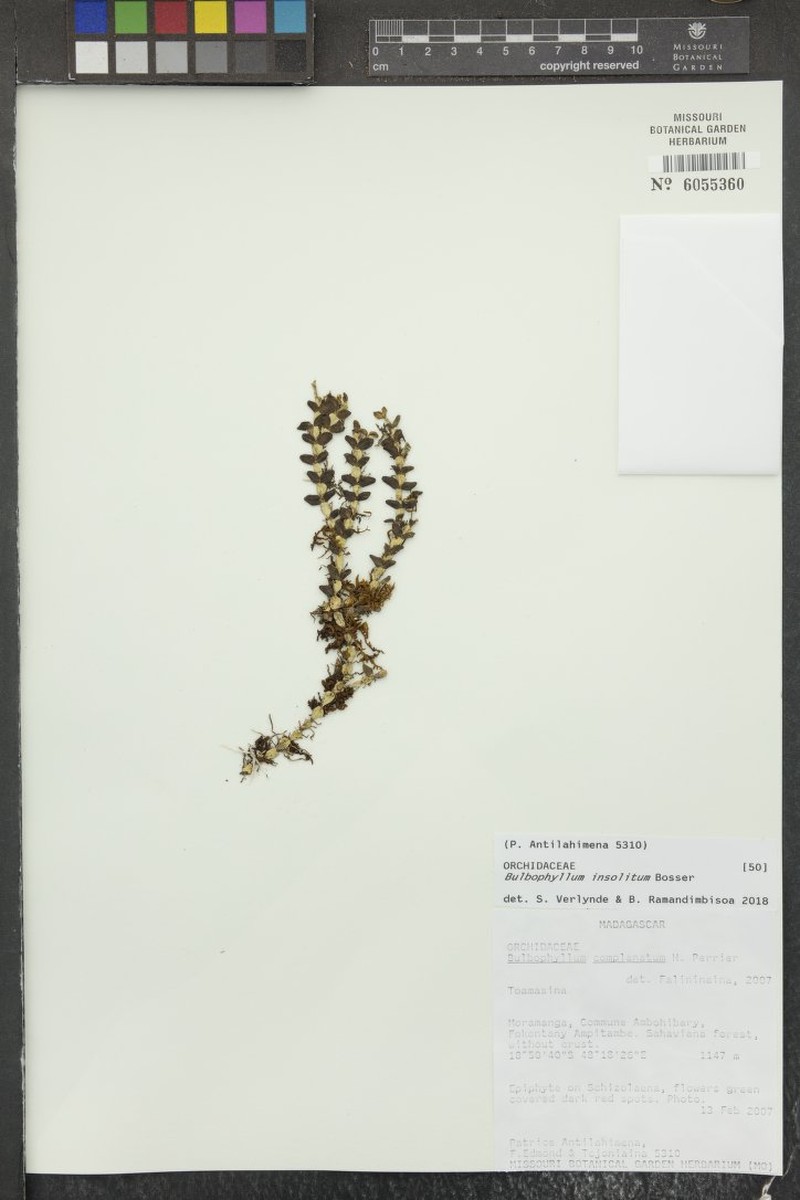 Bulbophyllum insolitum photo 6