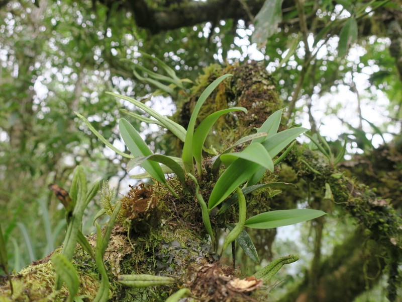 Bulbophyllum insulsoides photo 2