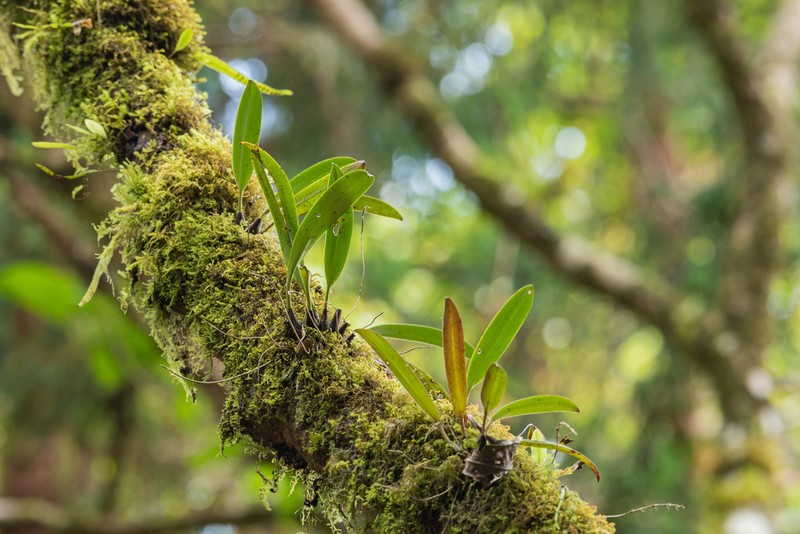 Bulbophyllum insulsoides photo 3
