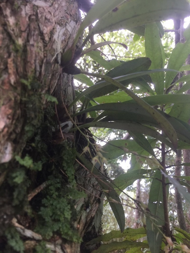 Bulbophyllum insulsoides photo 4