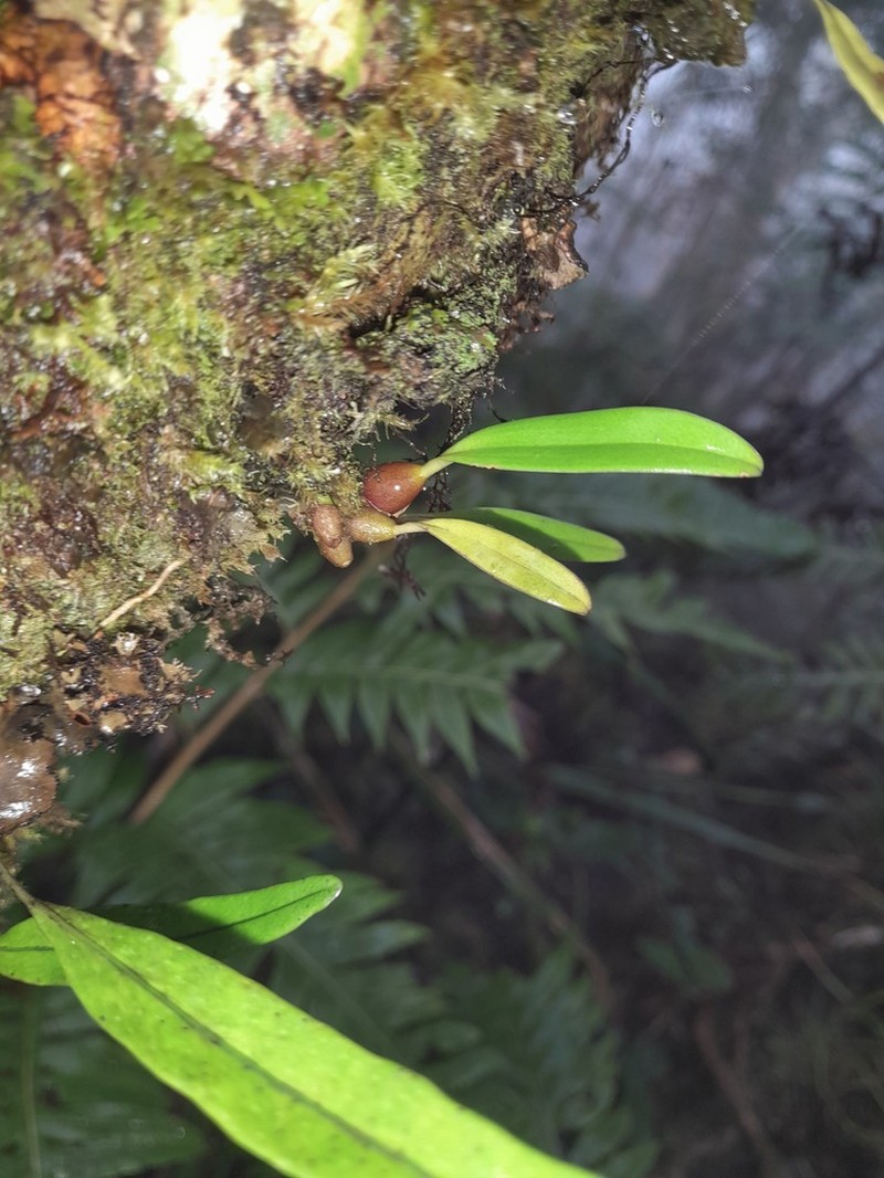 Bulbophyllum insulsoides photo 5