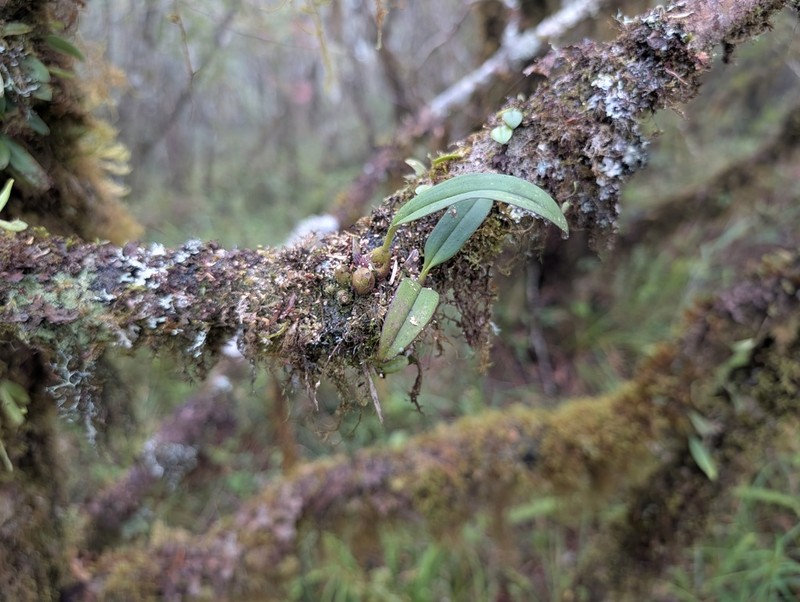 Bulbophyllum insulsoides photo 6