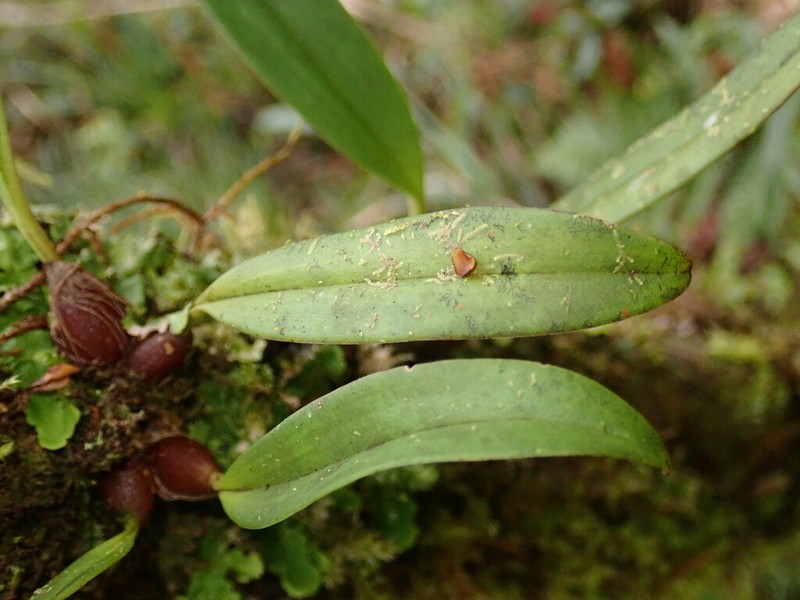 Bulbophyllum insulsoides photo 7
