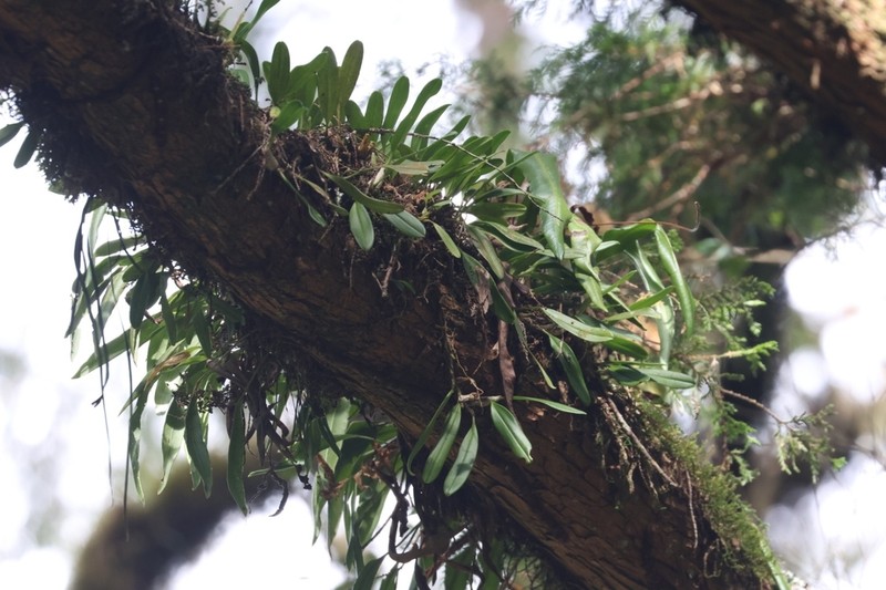 Bulbophyllum insulsoides photo 8