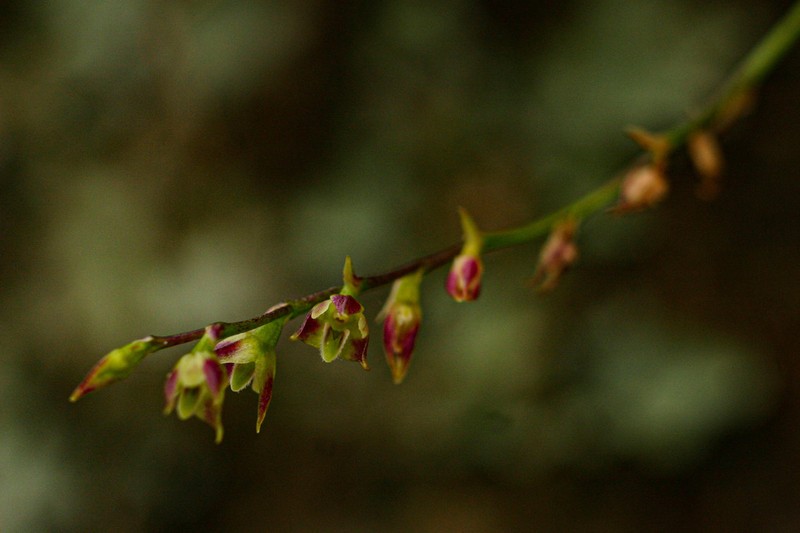Bulbophyllum intertextum