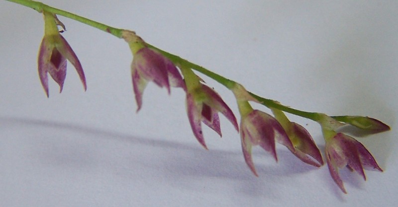 Bulbophyllum intertextum photo 2