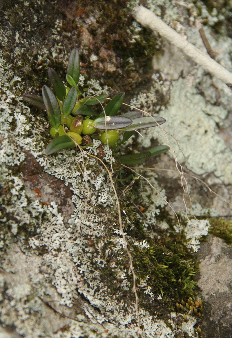 Bulbophyllum intertextum photo 3