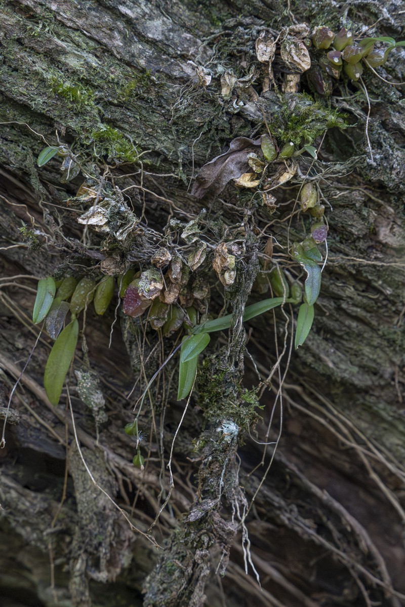 Bulbophyllum intertextum photo 4