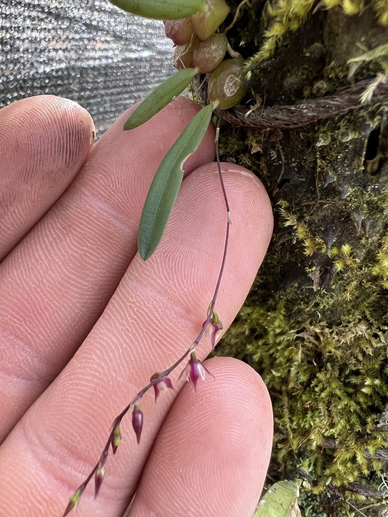 Bulbophyllum intertextum photo 6