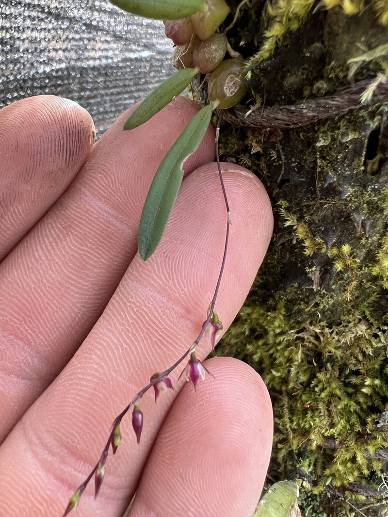 Bulbophyllum intertextum photo 7