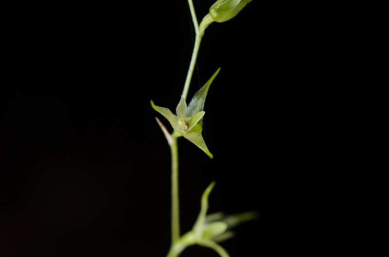 Bulbophyllum intertextum photo 8