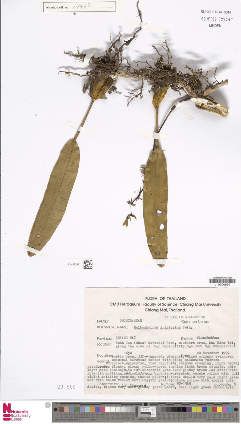 Bulbophyllum intricatum
