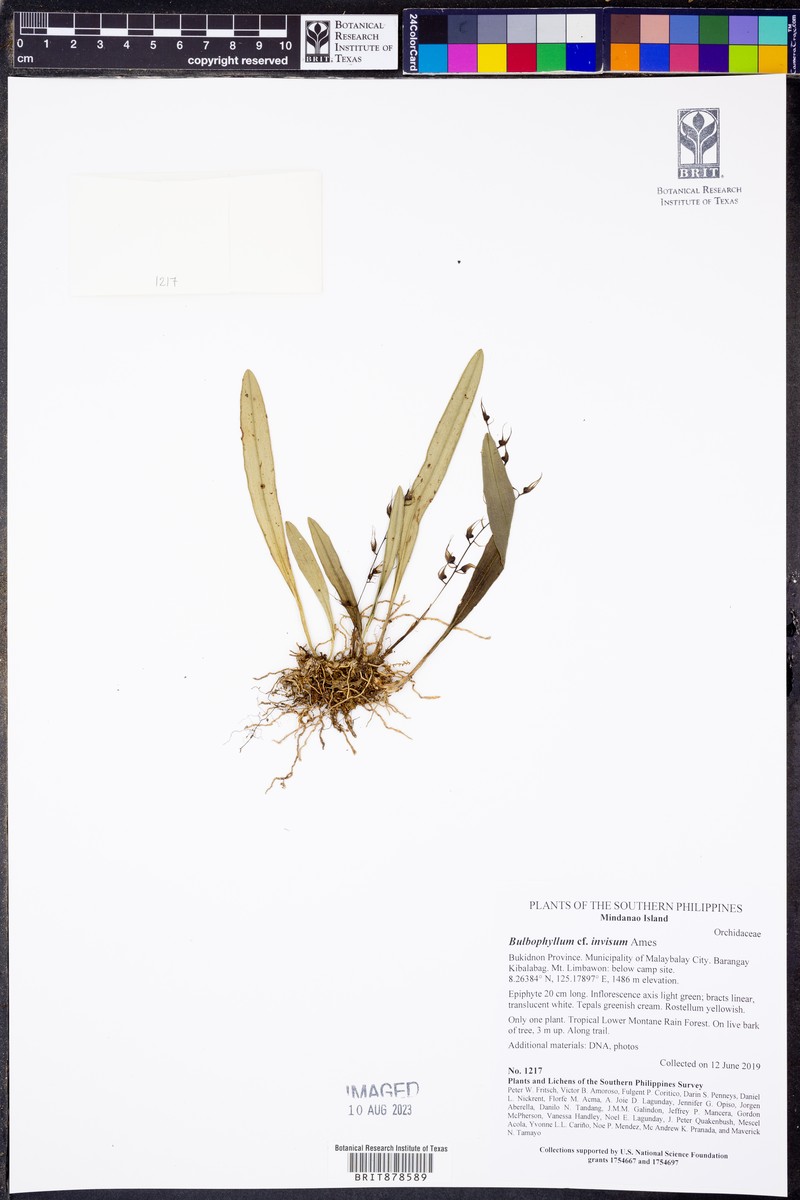 Bulbophyllum invisum