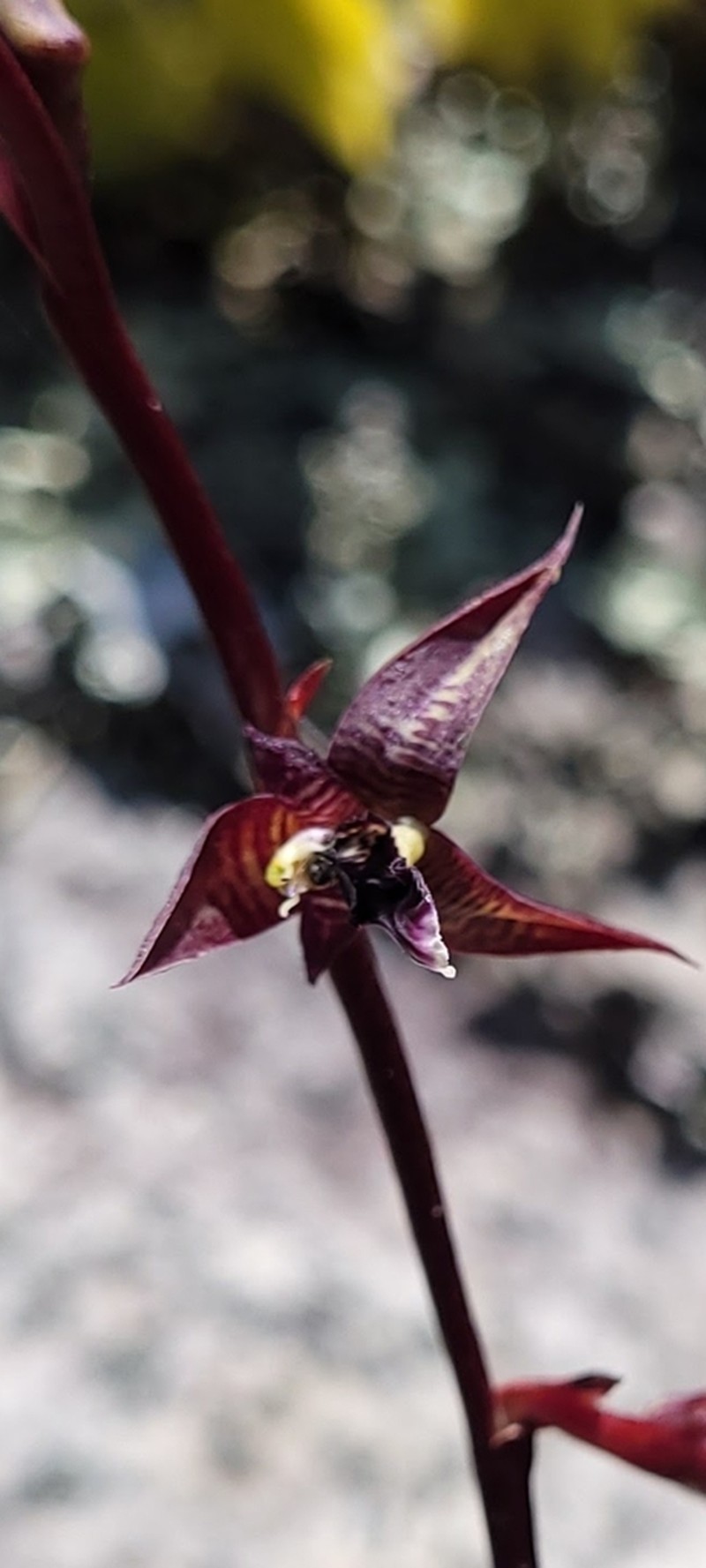 Bulbophyllum involutum