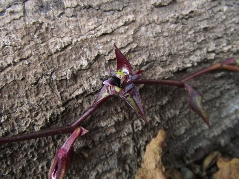 Bulbophyllum involutum photo 2