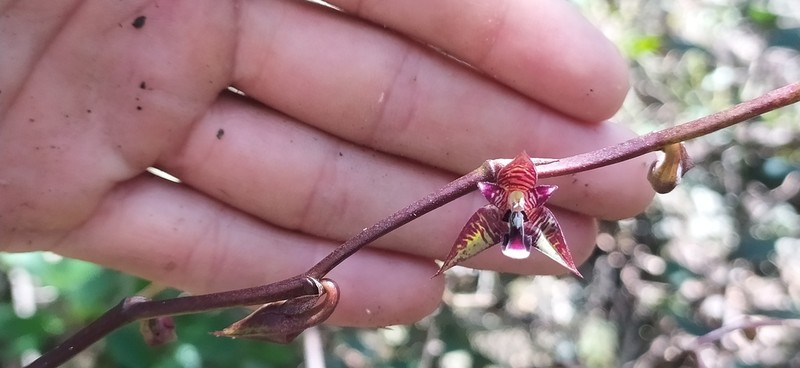 Bulbophyllum involutum photo 3