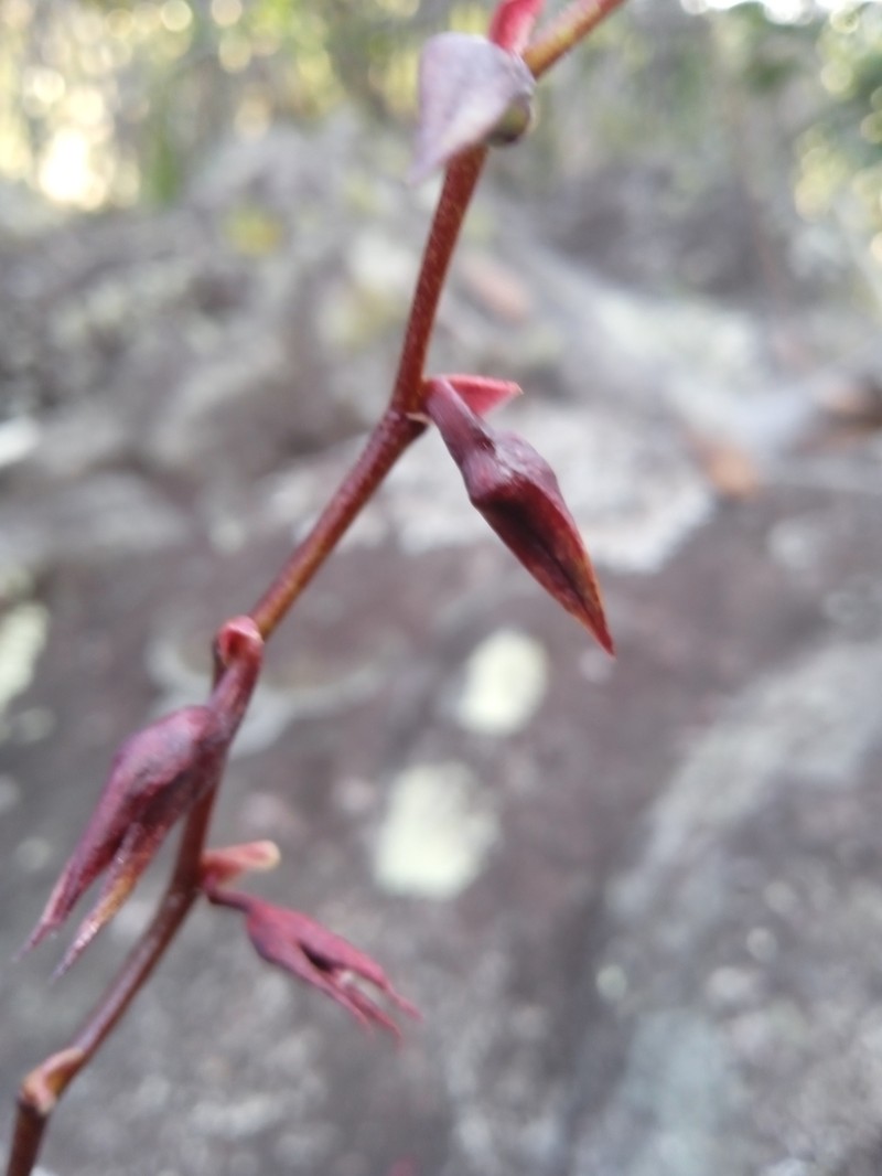 Bulbophyllum involutum photo 4