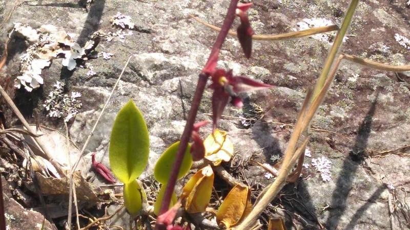Bulbophyllum involutum photo 6
