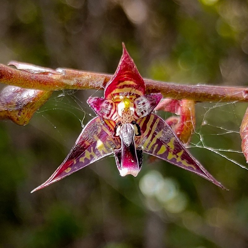 Bulbophyllum involutum photo 7