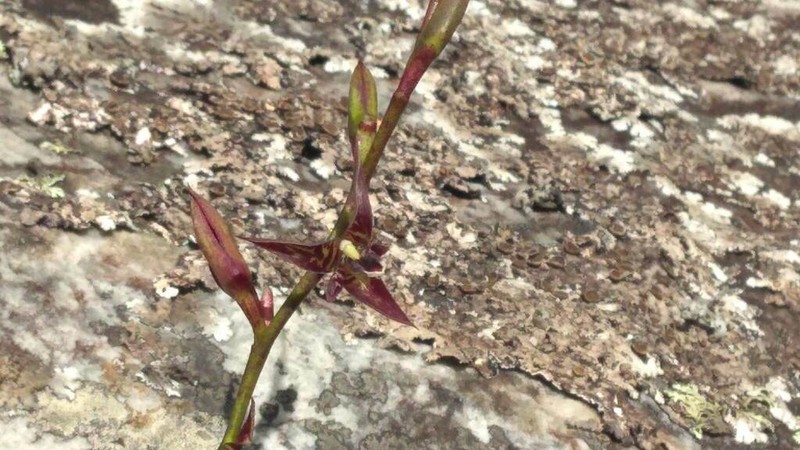 Bulbophyllum involutum photo 8