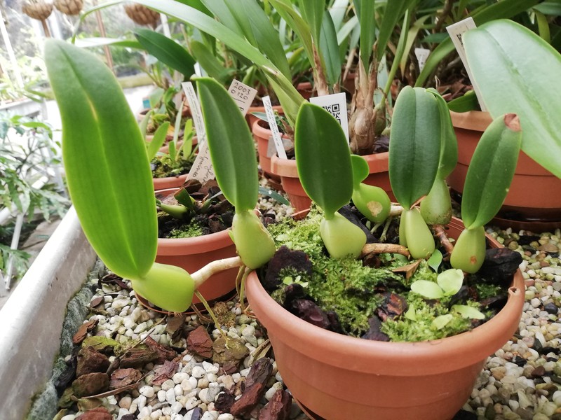 Bulbophyllum ipanemense