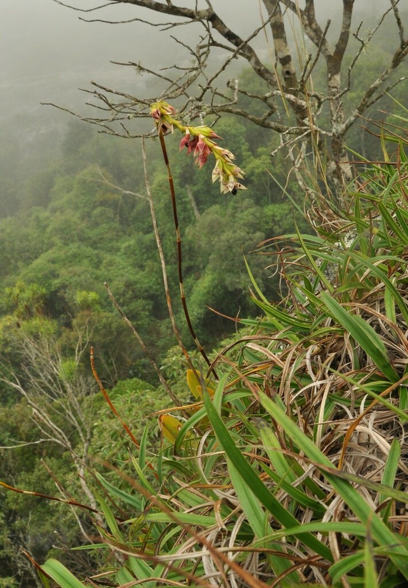 Bulbophyllum ipanemense photo 2