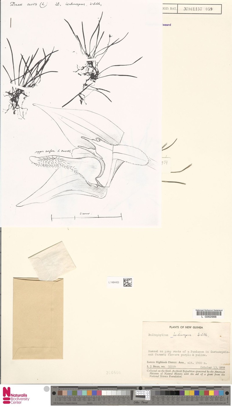 Bulbophyllum ischnopus