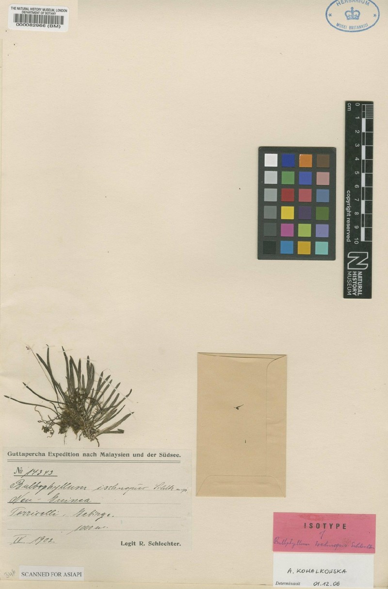 Bulbophyllum ischnopus photo 2