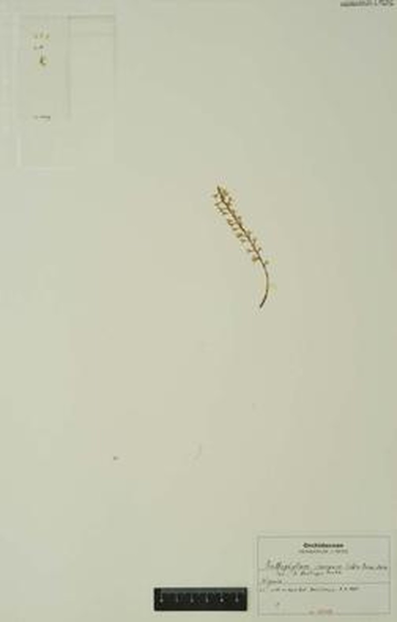 Bulbophyllum ivorense