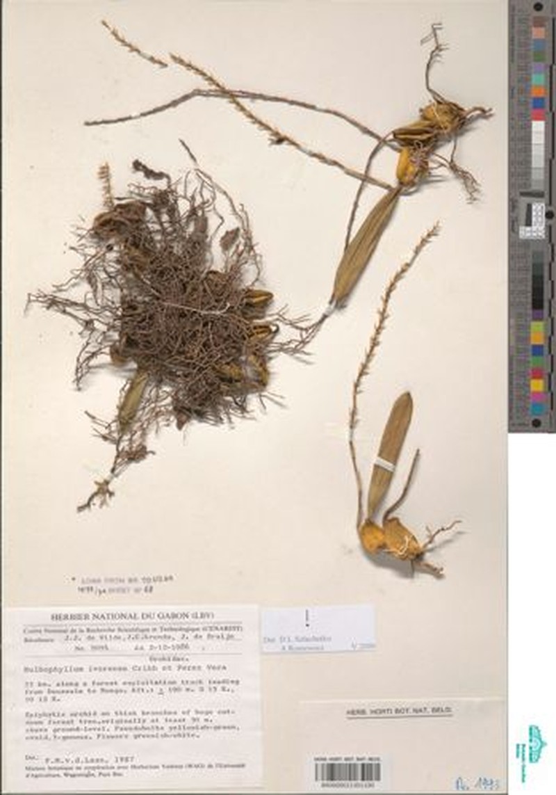 Bulbophyllum ivorense photo 2