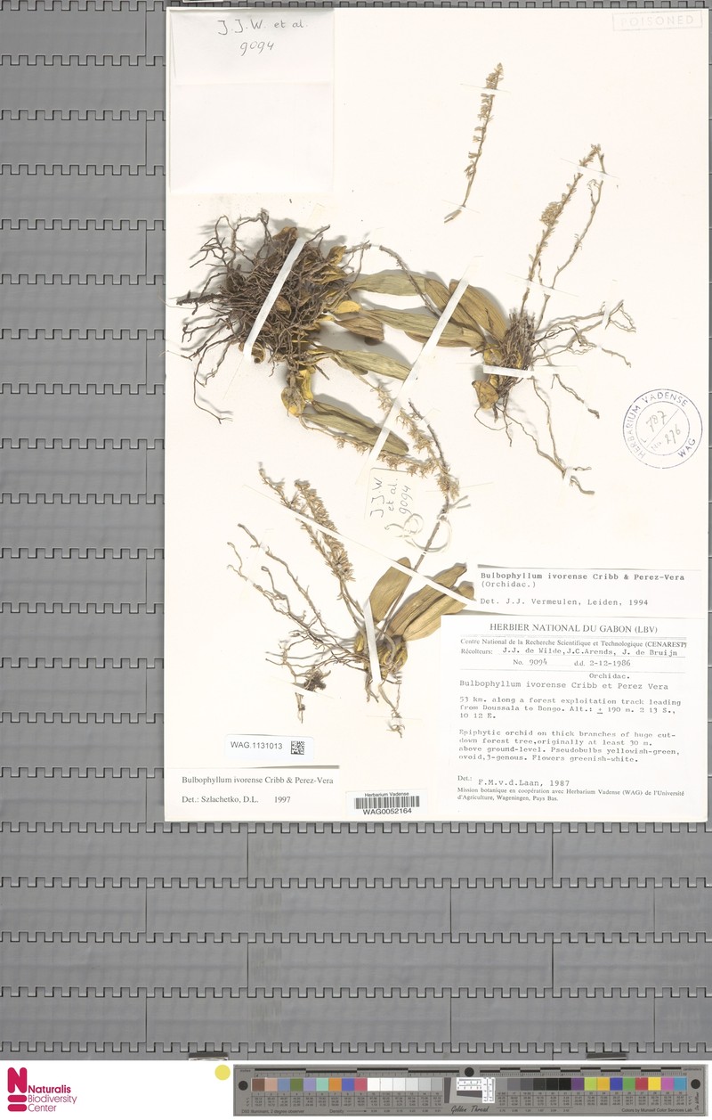 Bulbophyllum ivorense photo 3