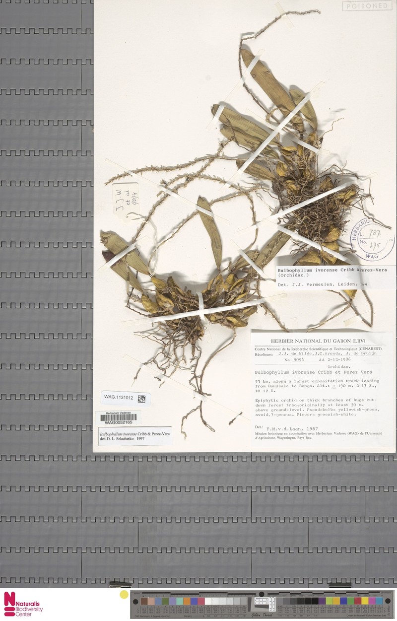 Bulbophyllum ivorense photo 4