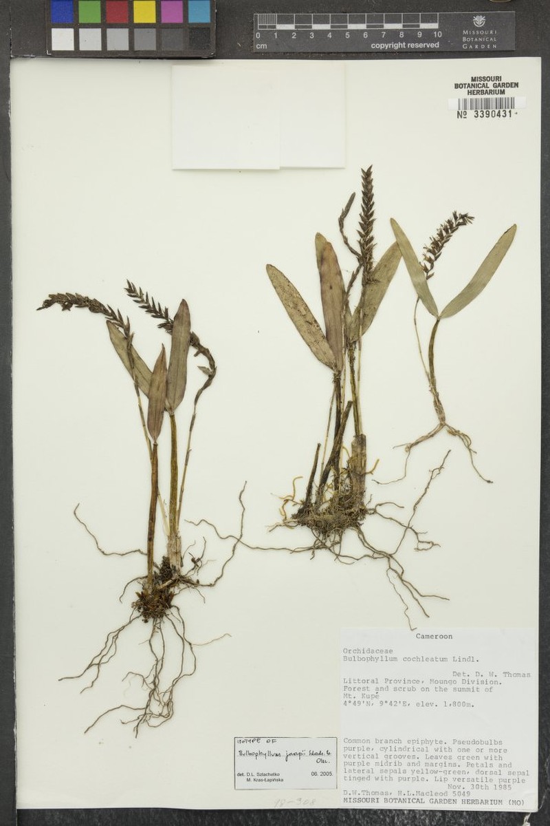 Bulbophyllum jaapii