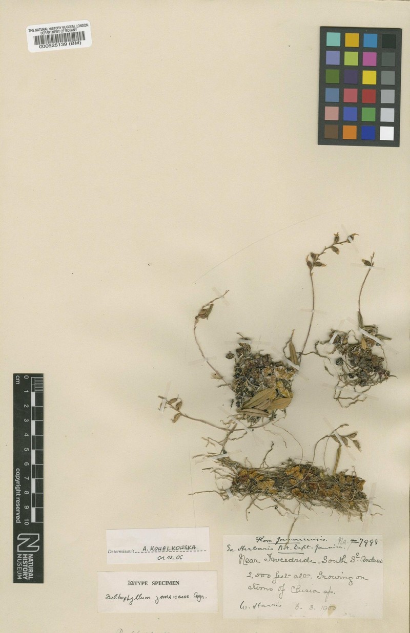 Bulbophyllum jamaicense