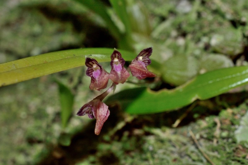 Bulbophyllum japonicum