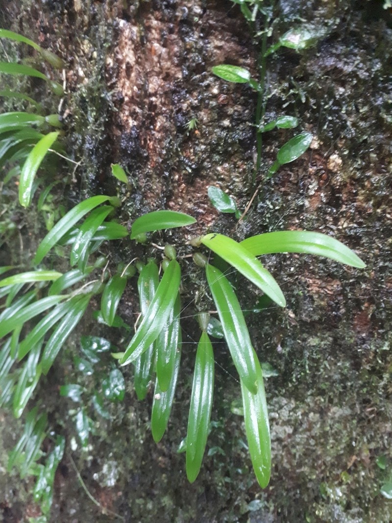 Bulbophyllum japonicum photo 2