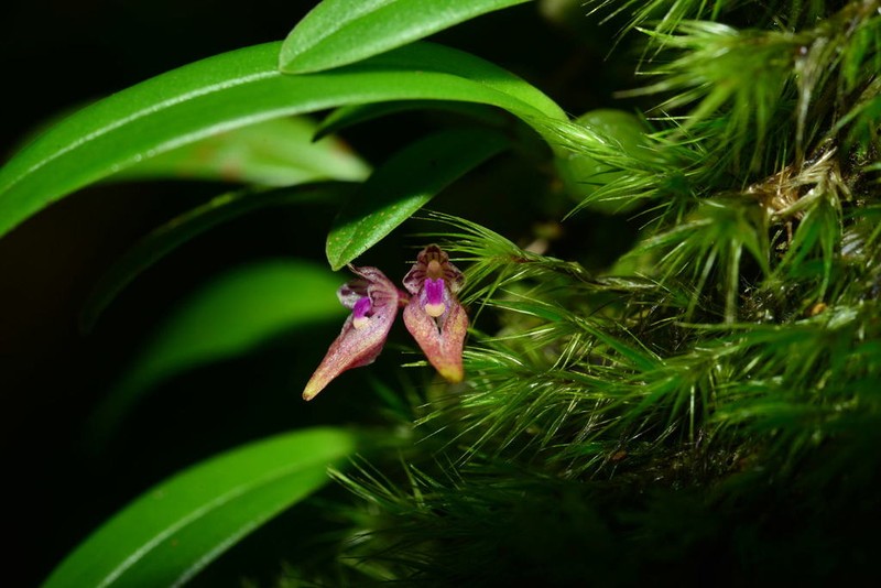 Bulbophyllum japonicum photo 3