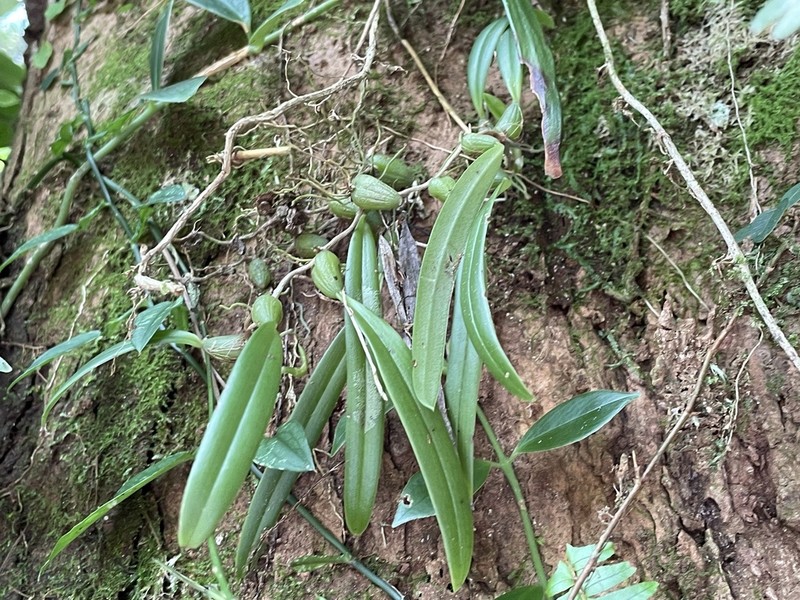 Bulbophyllum japonicum photo 4