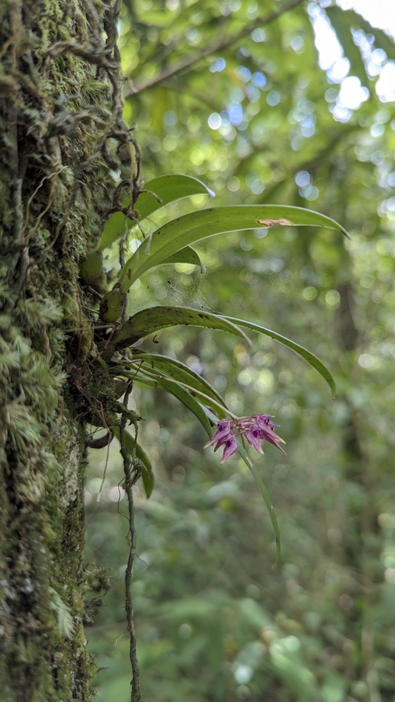Bulbophyllum japonicum photo 5
