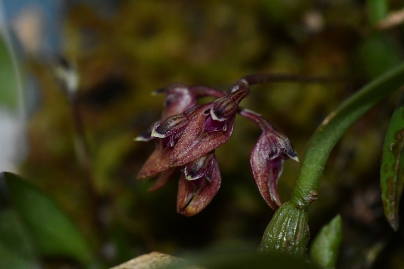 Bulbophyllum japonicum photo 6