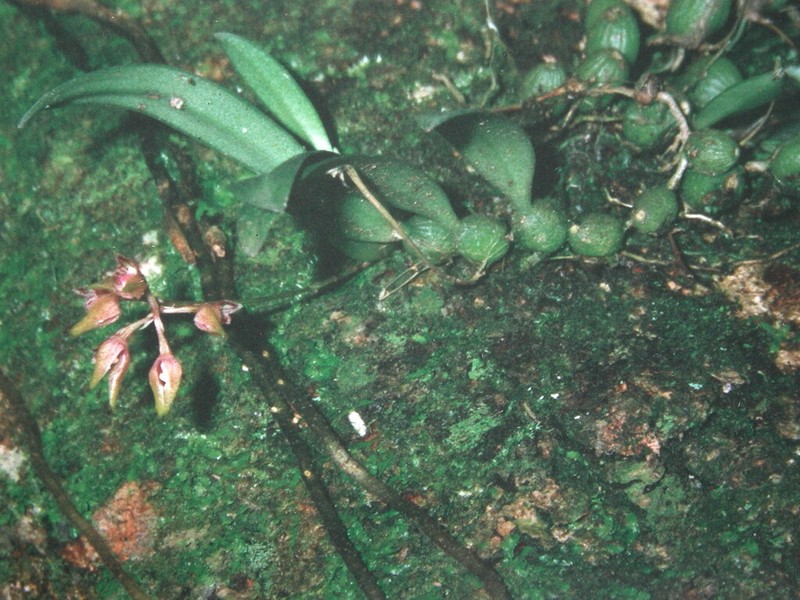 Bulbophyllum japonicum photo 7