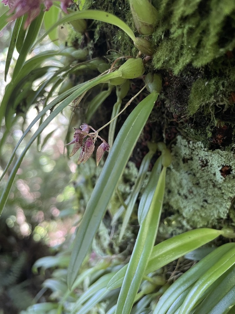 Bulbophyllum japonicum photo 8