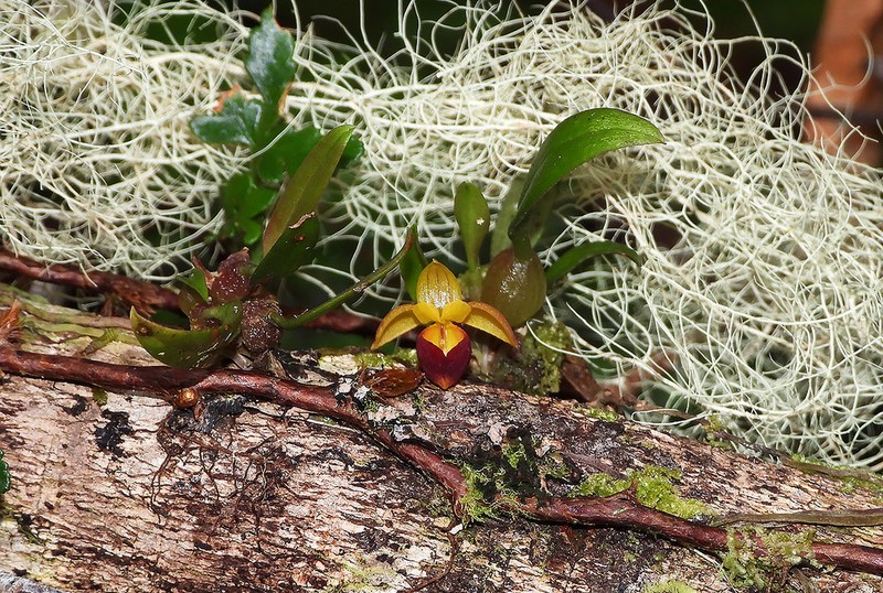 Bulbophyllum johannae