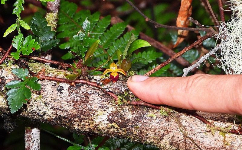 Bulbophyllum johannae photo 2