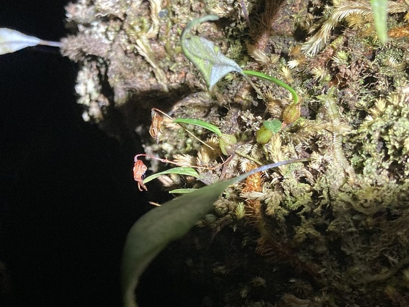 Bulbophyllum johnsonii