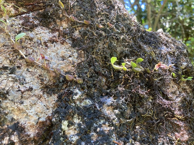 Bulbophyllum johnsonii photo 2