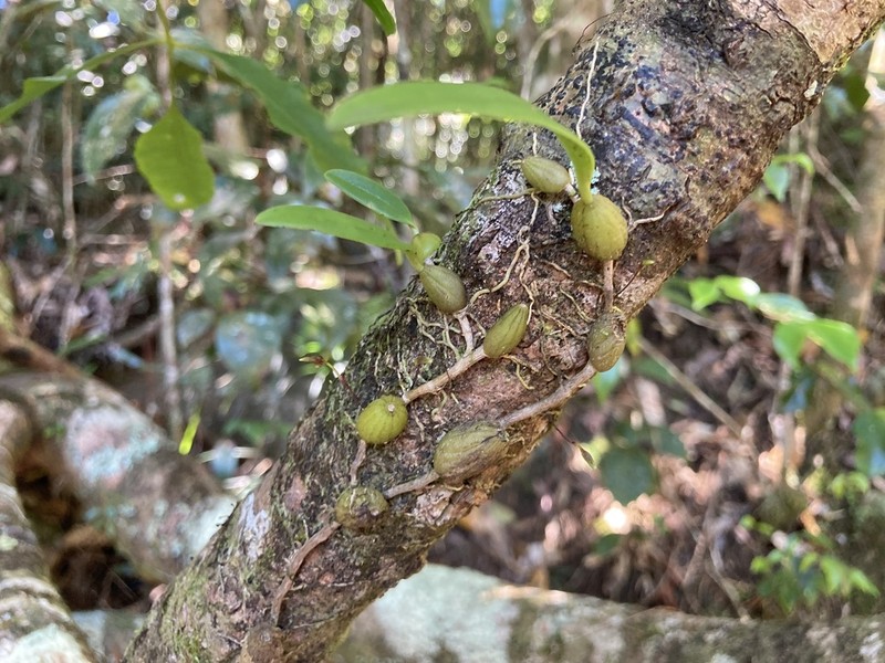 Bulbophyllum johnsonii photo 4