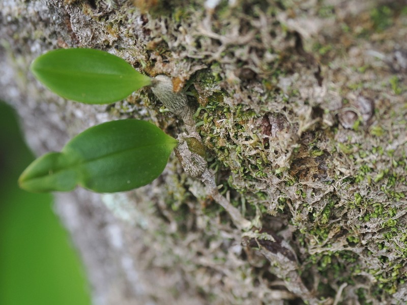 Bulbophyllum johnsonii photo 5